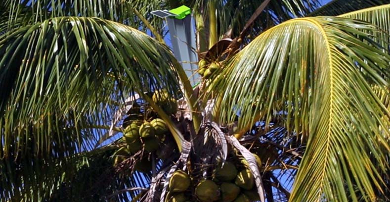 গাছে উঠে ভাষণ দিলেন শ্রীলঙ্কার মন্ত্রী